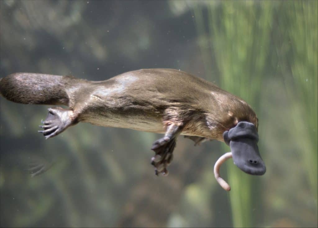 Endemici dell'Australia, gli ornitorinchi sono mammiferi unici con becchi simili a quelli di un'anatra che depongono le uova.