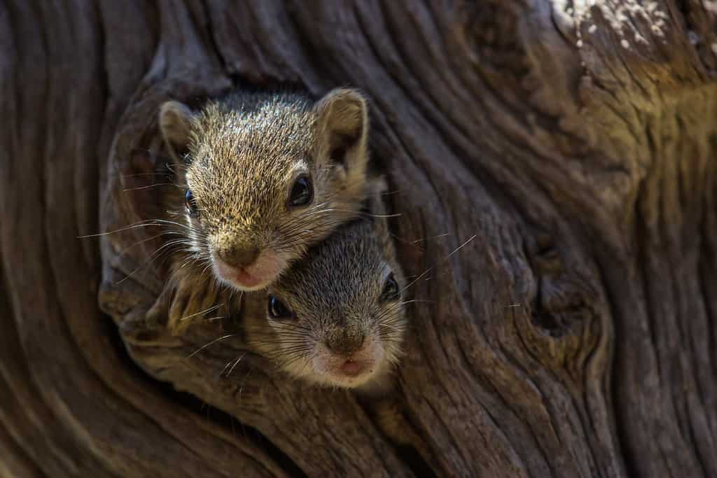 Due piccoli scoiattoli che guardano fuori dal loro nido in un buco naturale nell'albero