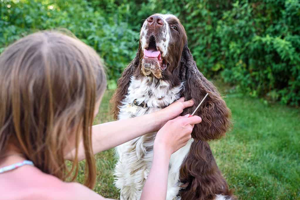 Una giovane ragazza spazzola il suo cane Springer Spaniel inglese. Il cane si siede pazientemente per la toelettatura
