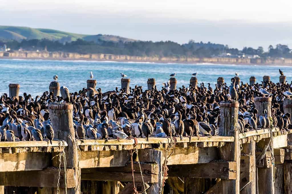 Grande colonia di cormorani su un molo a Oamaru, Otago, Isola del Sud, Nuova Zelanda