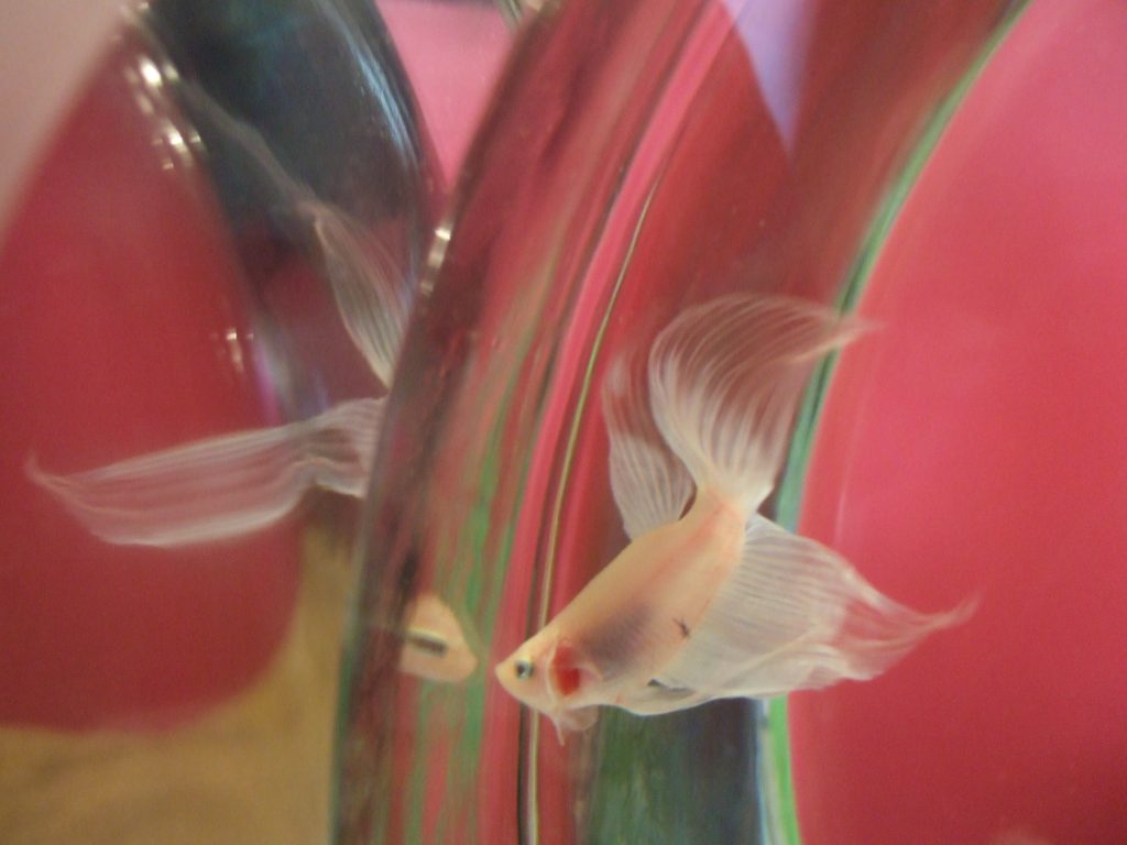 I 10 migliori giocattoli per pesci Betta che puoi mettere in sicurezza nel loro acquario
