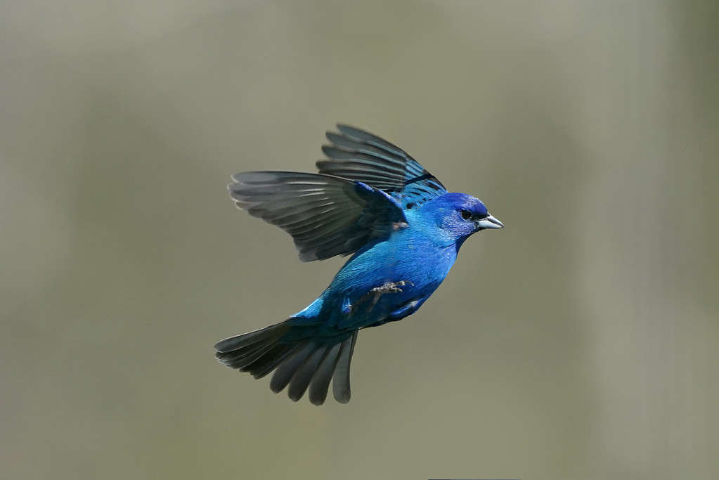 Zigolo indaco che vola e si appollaia