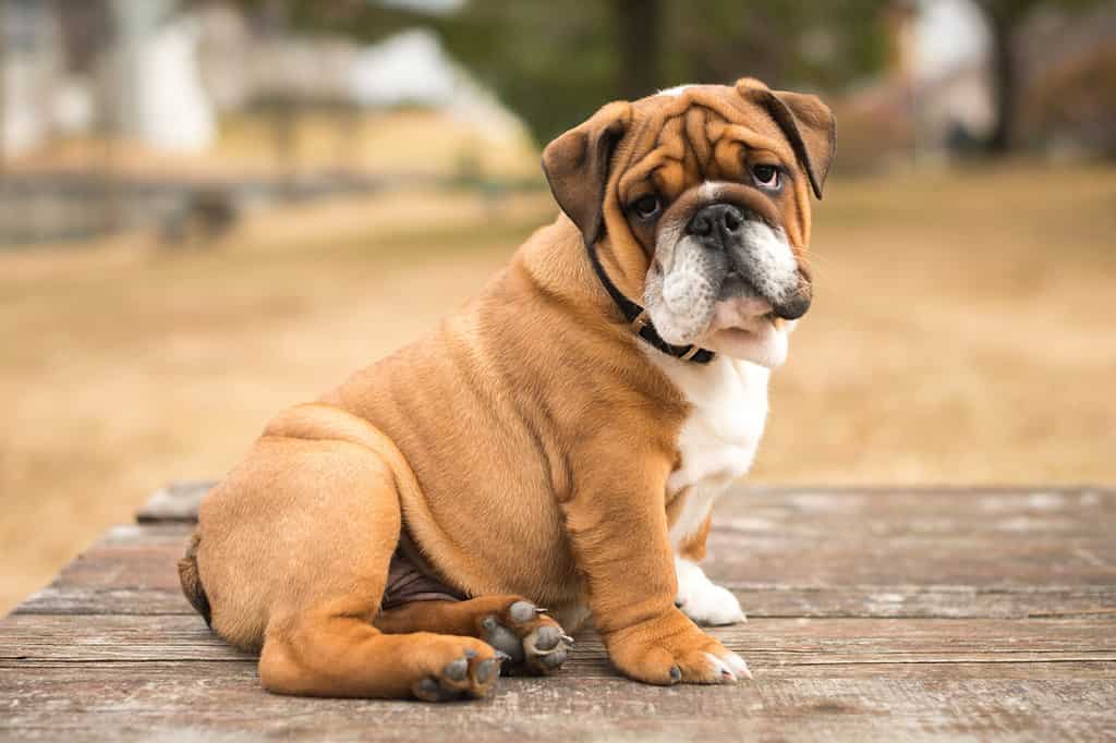 servizio fotografico con un bulldog inglese