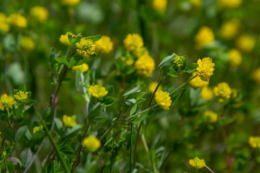 Trifolium campestre o fiore di trifoglio di luppolo, da vicino.  Trifoglio giallo o dorato con foglie verdi.  Il trifoglio selvatico o campestre è una pianta erbacea, annuale e da fiore della famiglia delle Fabaceae, dei fagioli o delle leguminose
