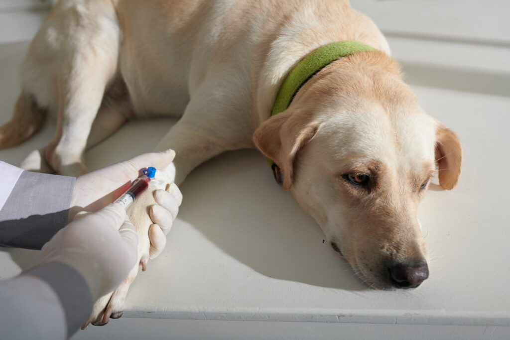 Veterinario che preleva sangue dal cane