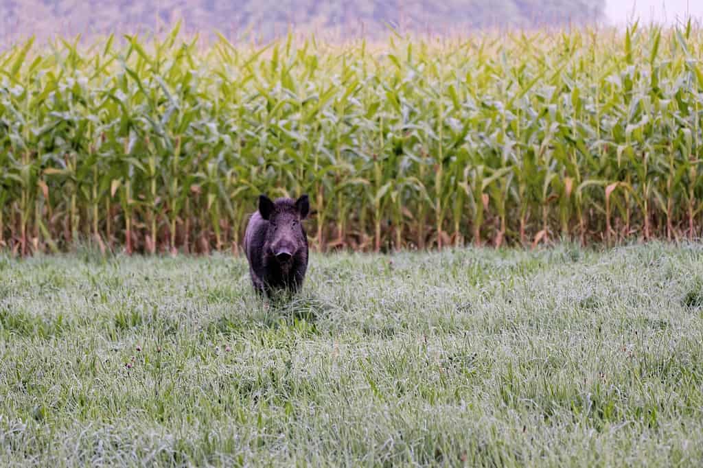cinghiale vicino al campo di mais