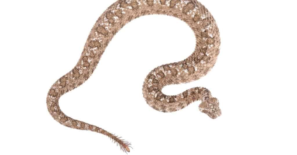 La vipera cornuta dalla coda di ragno (Pseudocerastes urarachnoides) isolata su uno sfondo bianco.