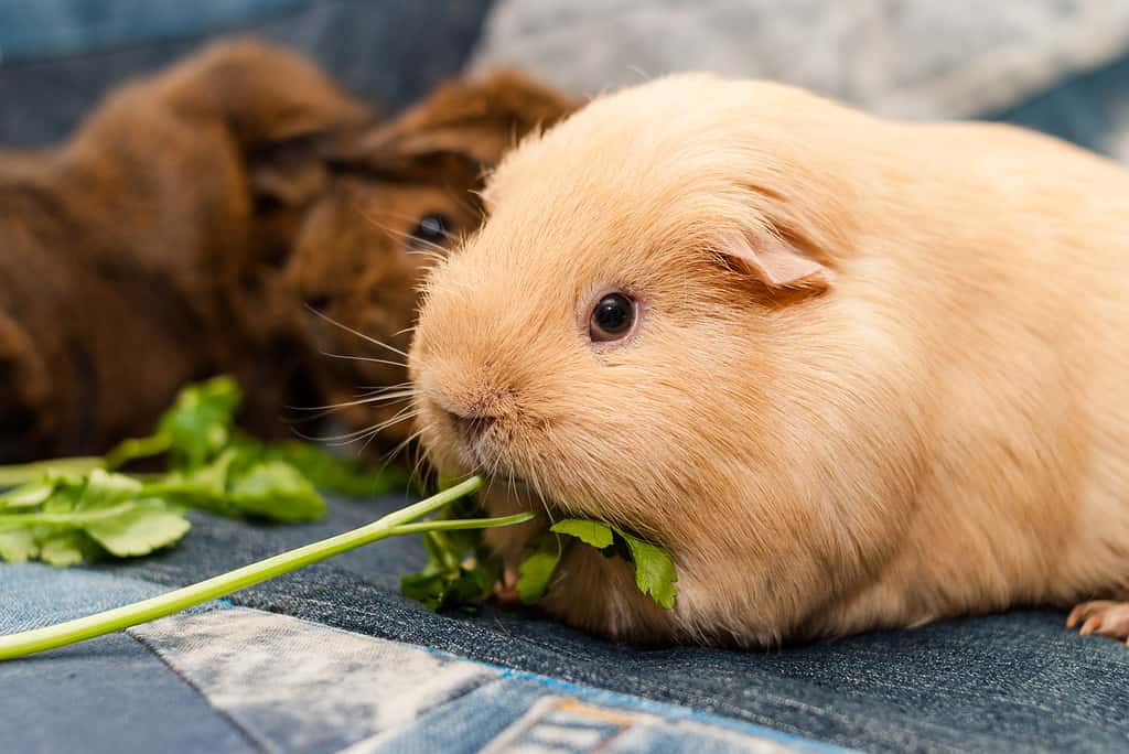 La cavia auto mangia il prezzemolo mentre guarda la macchina fotografica