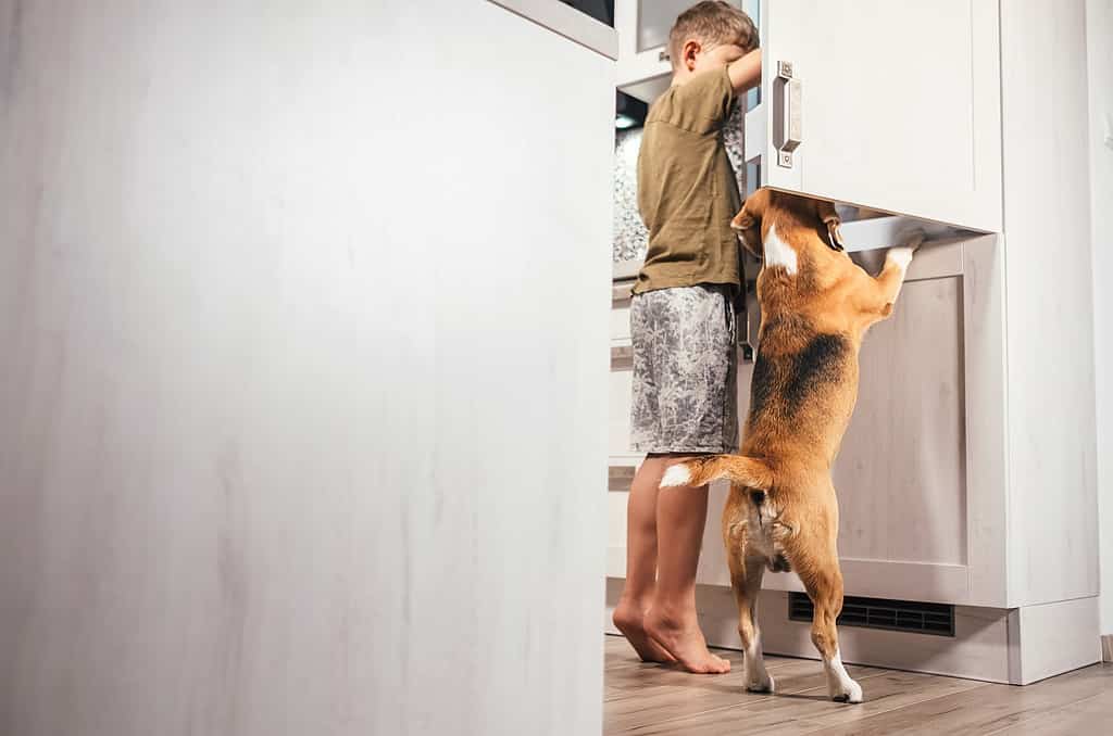 Ragazzino della scuola e cane beagle che cercano di trovare qualcosa di commestibile nel frigorifero della cucina.  Immagine concettuale della fame e della fame.