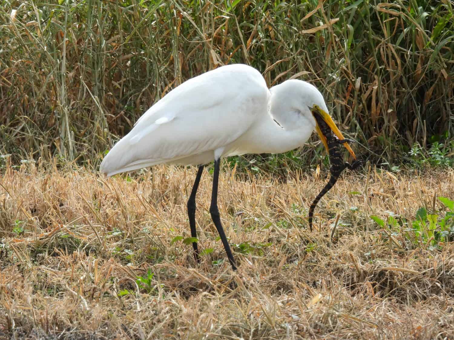 Airone bianco maggiore che mangia un cucciolo di alligatore nelle zone umide di Orlando