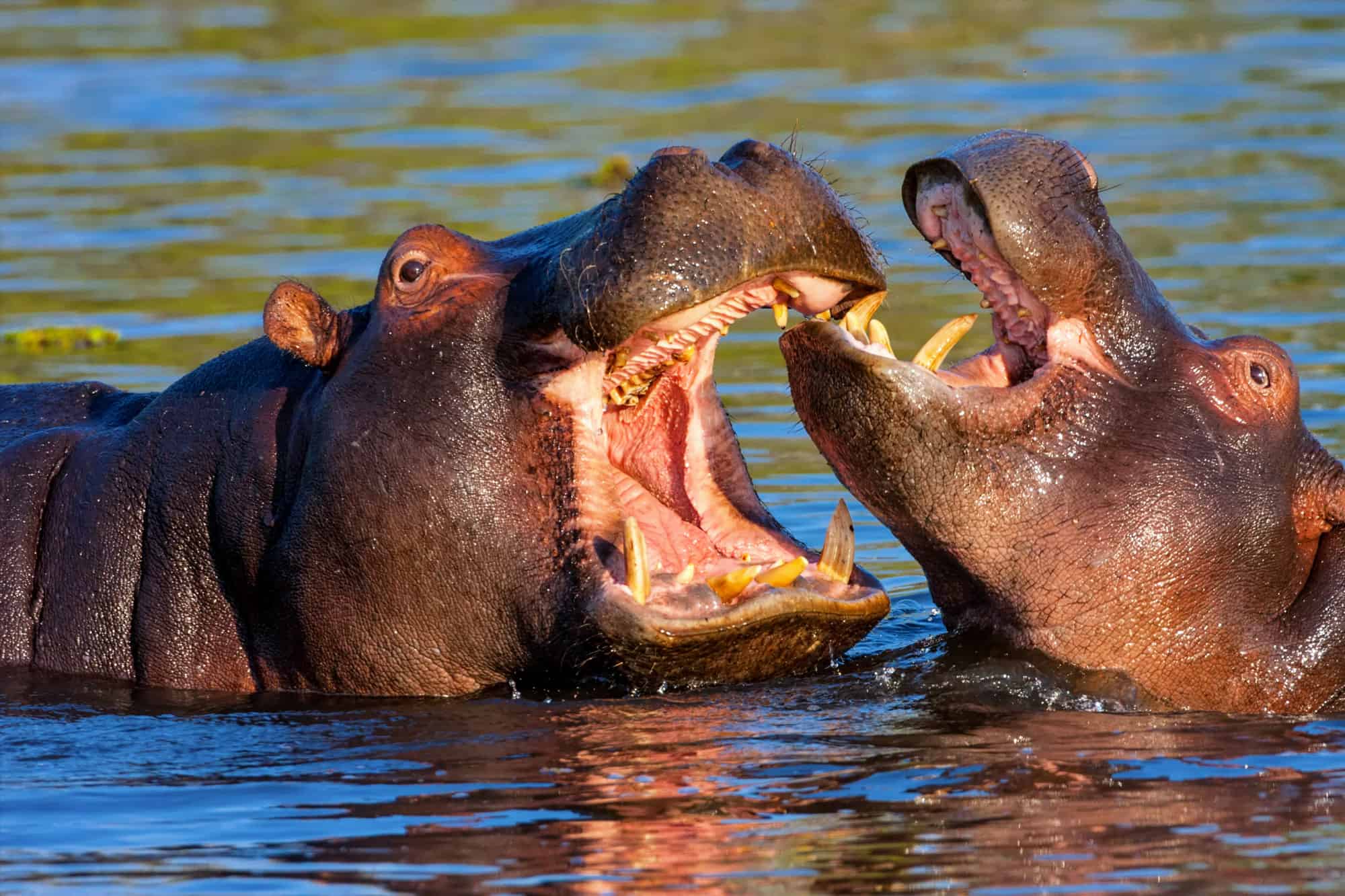 Il morso di animale più forte: ippopotamo Africa, Aggressione, Animale, Parte del corpo animale, Testa di animale