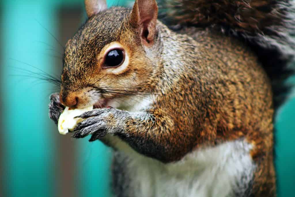 Scoiattolo che mangia popcorn dalla spazzatura