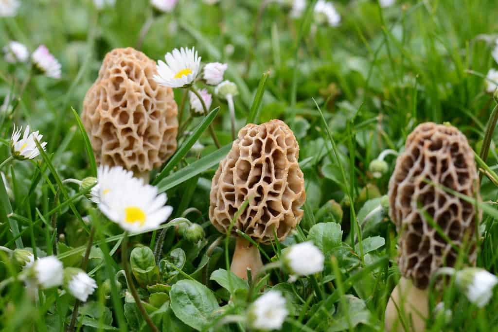 Morchella esculenta, (comunemente conosciuta come spugnola comune, spugnola, spugnola gialla, spugnola vera
