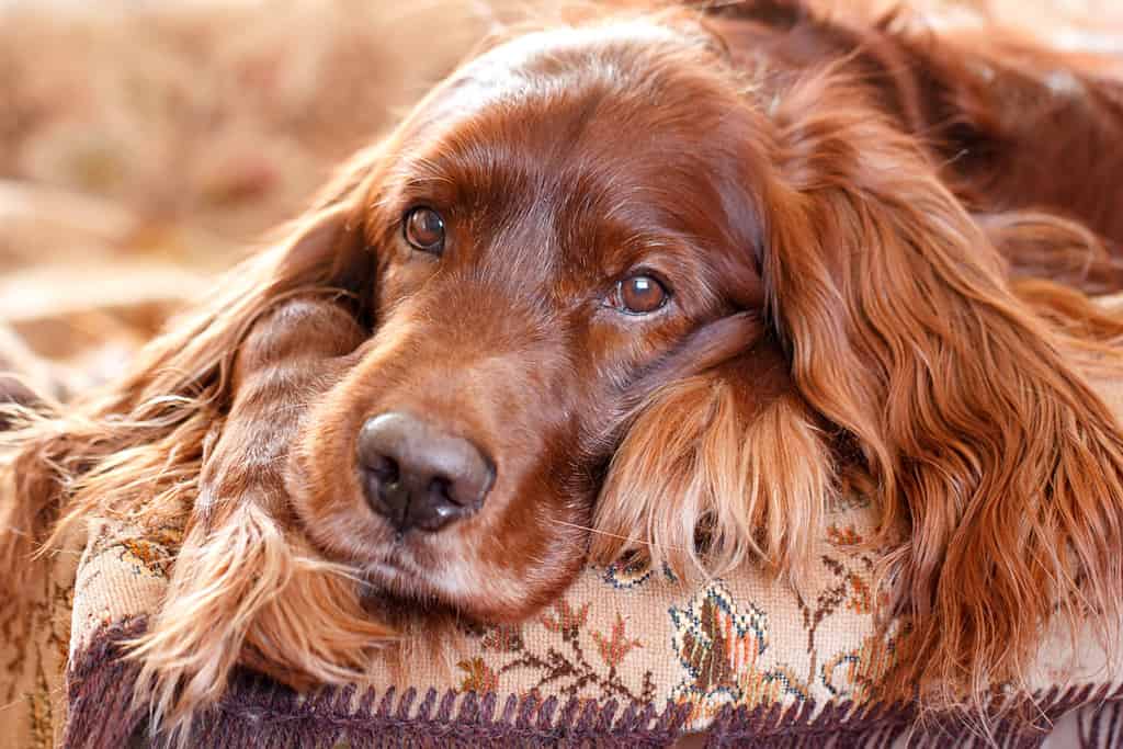 Ritratto rosso del cane setter irlandese