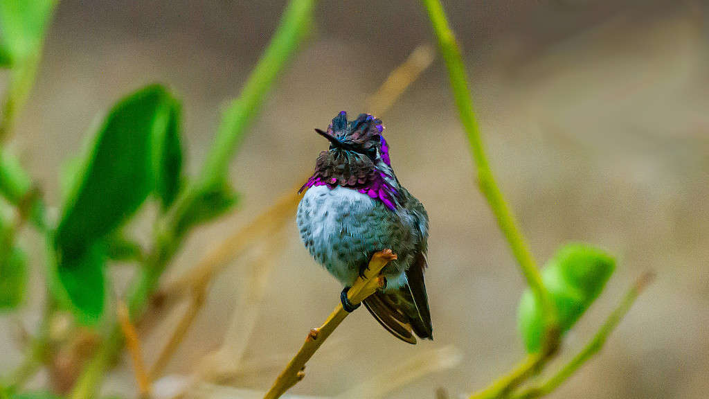 Il colibrì di Costa seduto su un ramo.