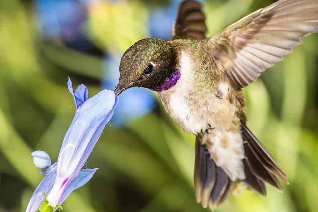Colibrì dal mento nero alla ricerca del nettare tra i fiori blu