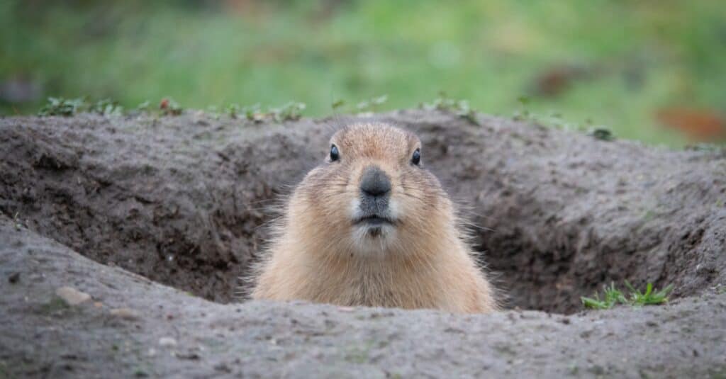 marmotta che esce dalla tana