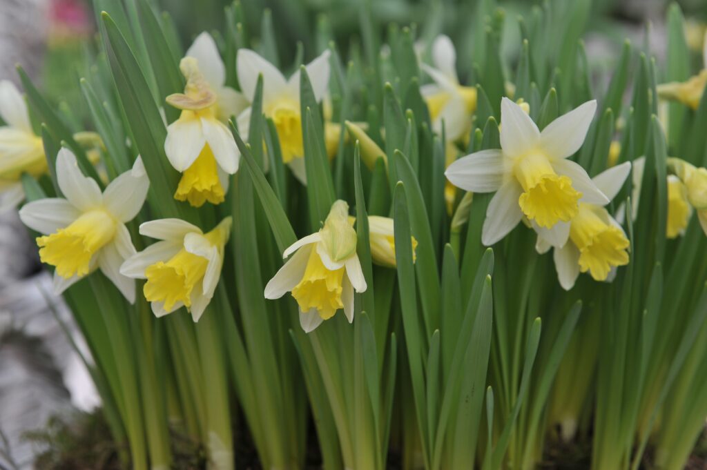 Tromba Narciso 'Topolino' (bicolore)