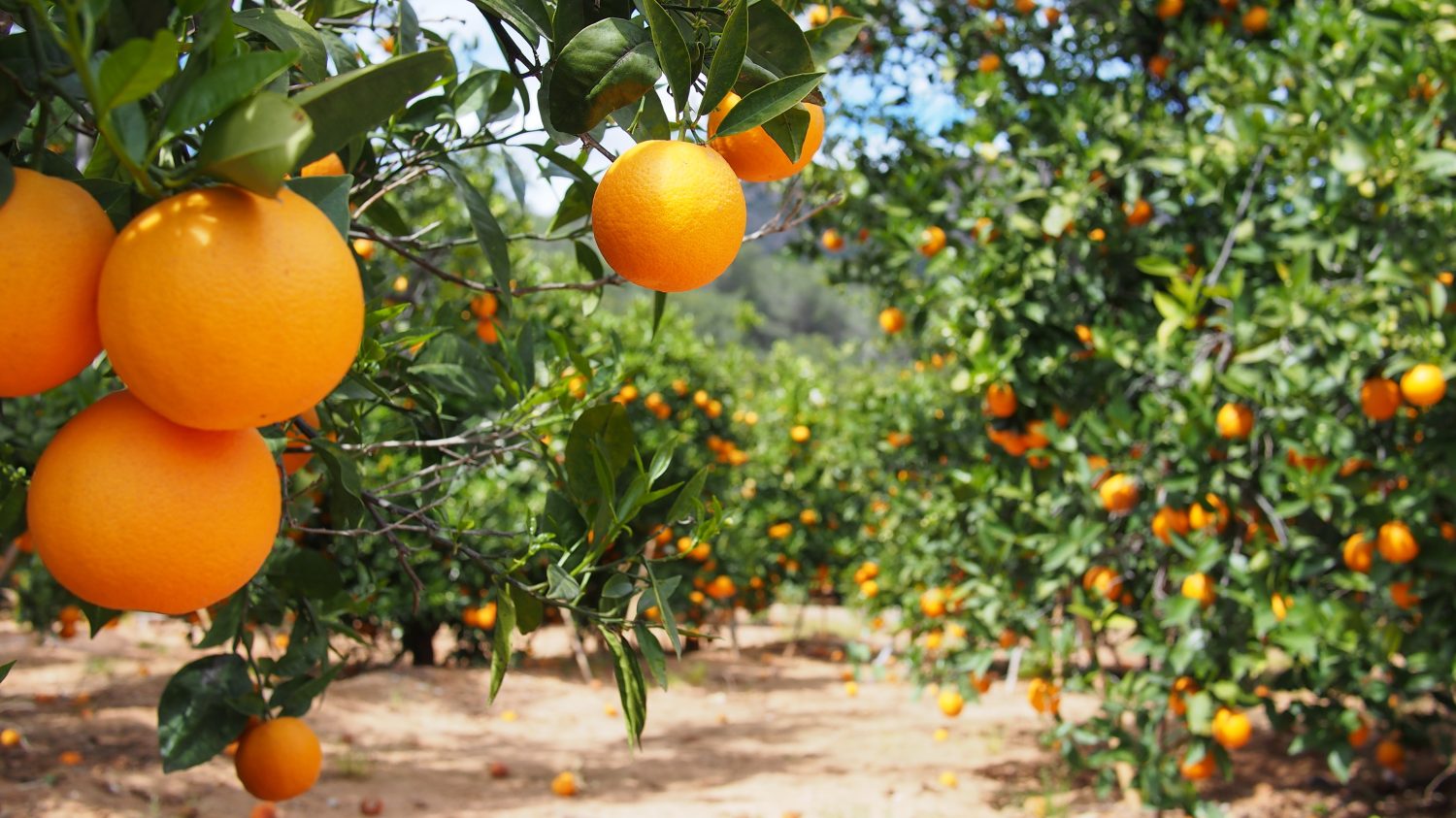 Giardino di arance fiorito a Valencia.  Spagna.