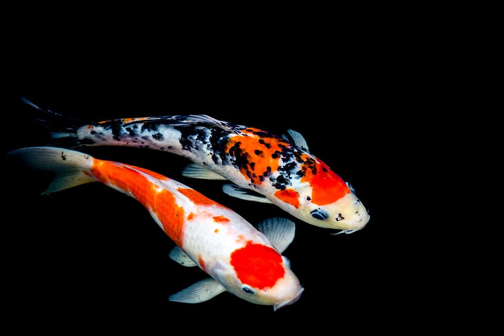 Carpa fantasia che nuota in uno stagno. Fancy Carps Fish o Koi Swim su sfondo nero, movimento del nuoto e dello spazio.