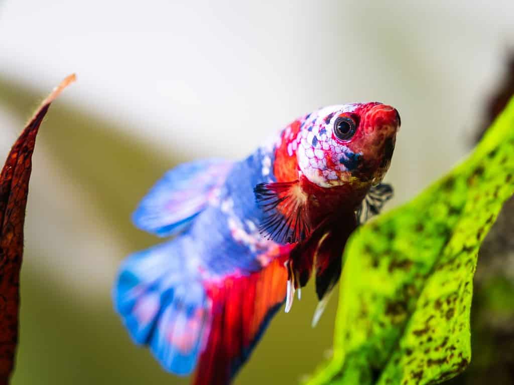 Un pesce betta rosso, bianco e blu accanto a una felce di Giava. Questo è un pesce betta koi della galassia. Sono anche conosciuti come pesci combattenti siamesi.