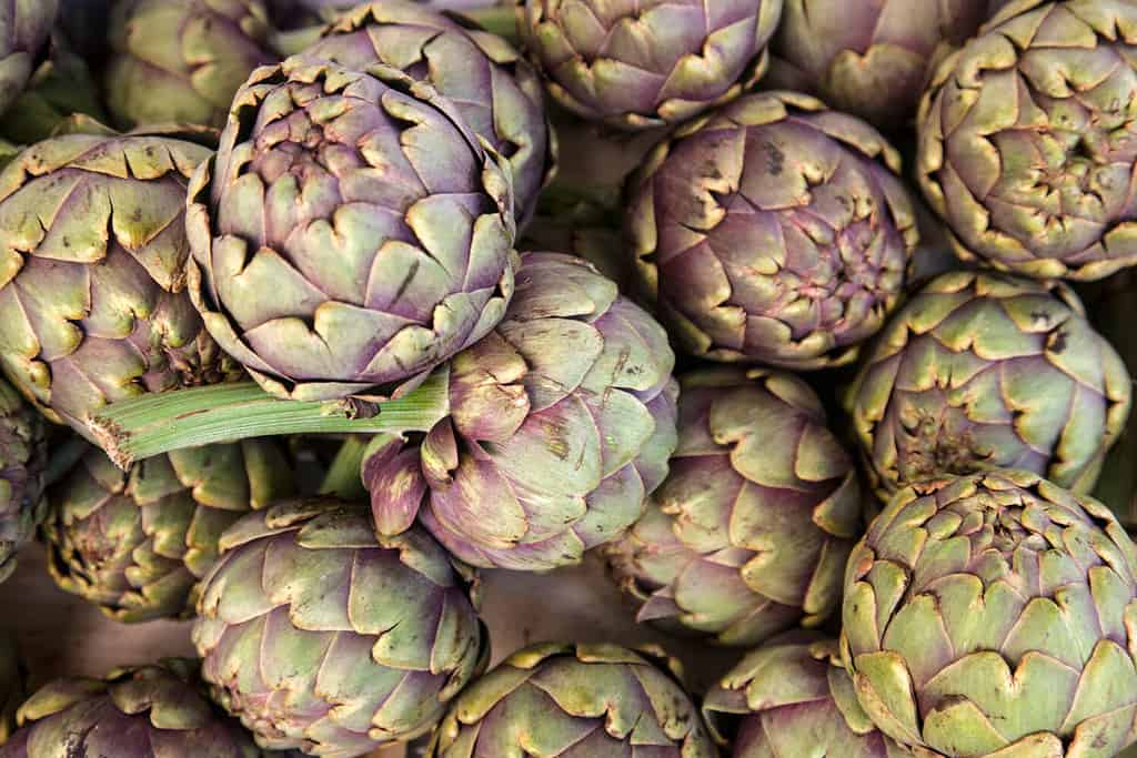 Coltivati nella Provenza francese dell'Aquitania, questi carciofi venivano venduti in primavera al mercato all'aperto di Bergerac.