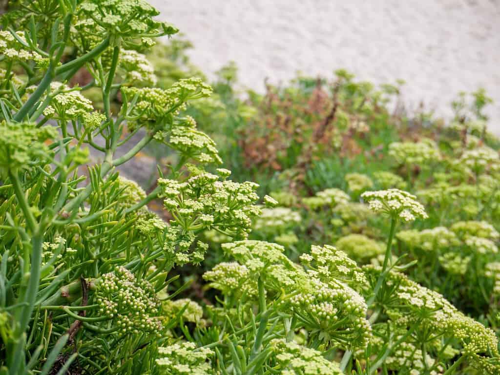 Crithmum maritimum, finocchio di roccia o finocchio di mare o fiori di finocchio marino primo piano