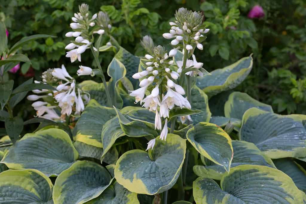 Un rigoglioso cespuglio di hosta in fiore nel giardino. Fiori perenni, progettazione del paesaggio. Cultivar Hosta Frances Williams