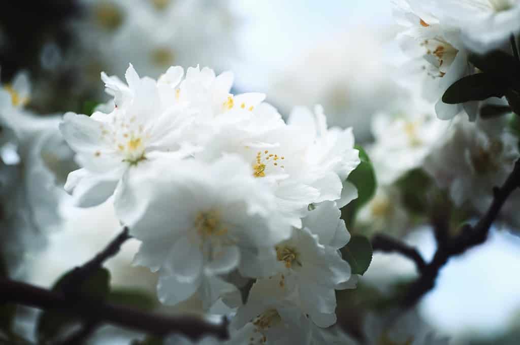 Fiori dell'albero di granchio della prateria
