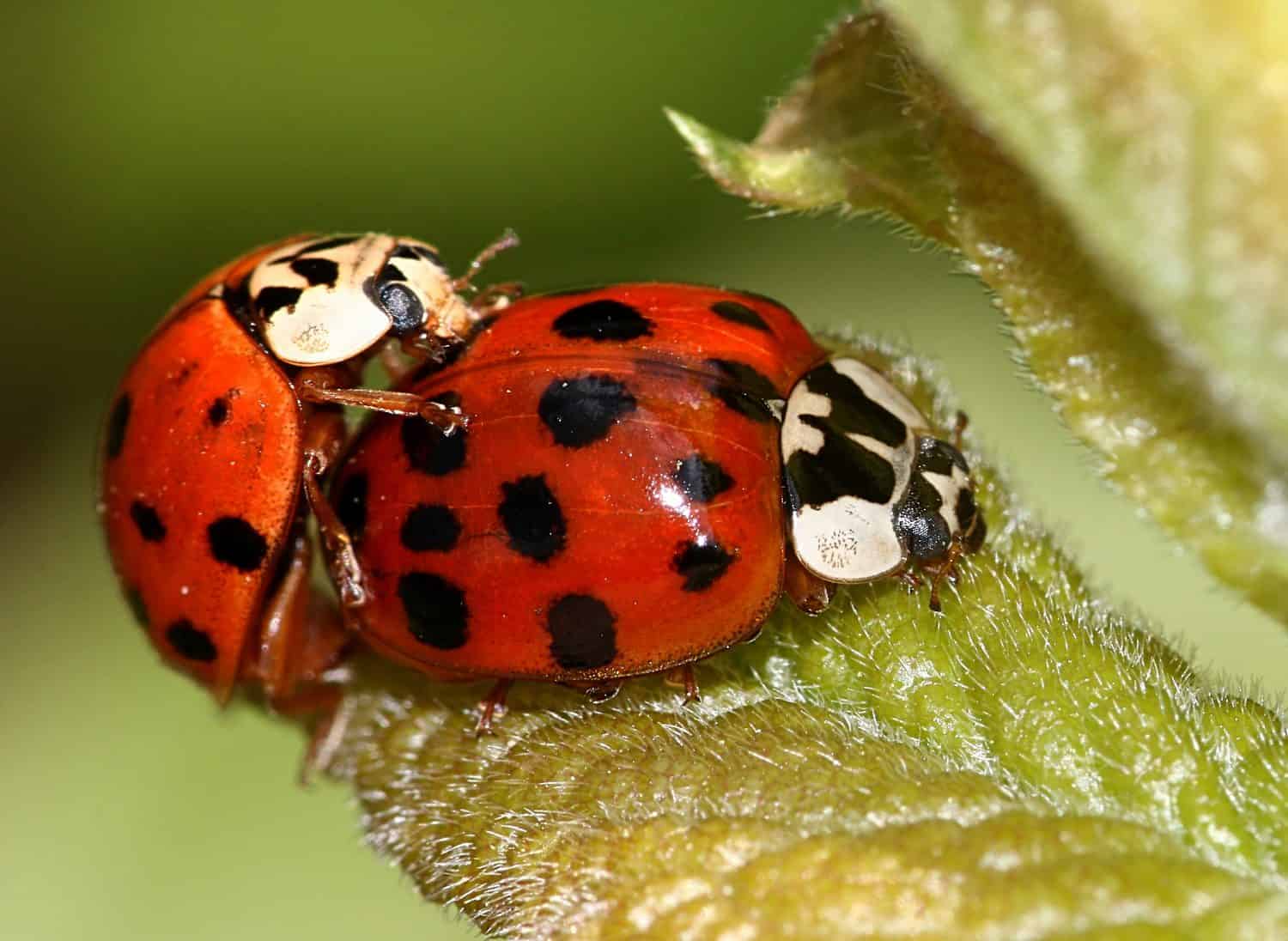 Coccinelle/coccinelle asiatiche multicolori di accoppiamento (Harmonia axyridis).