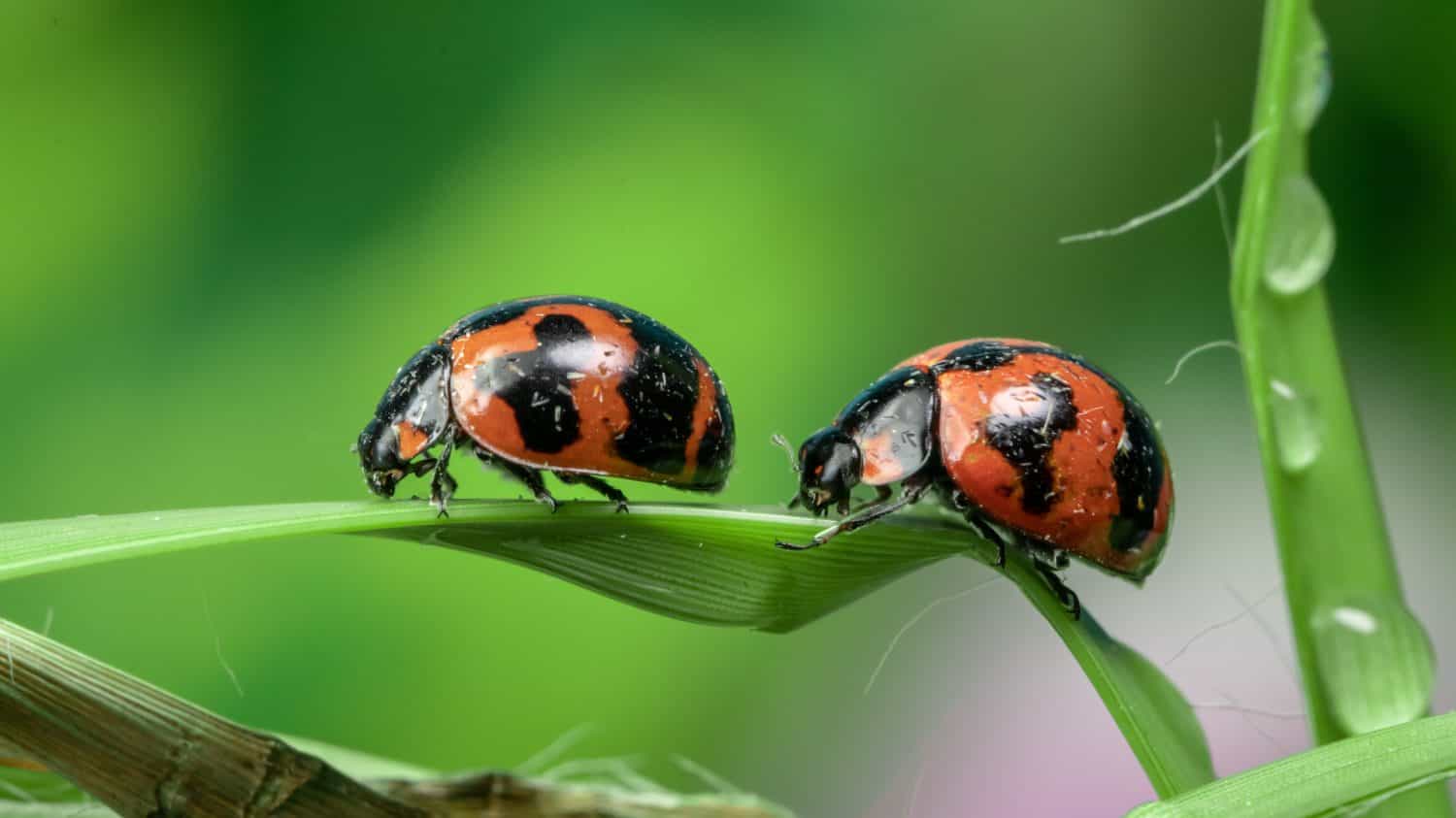 Coccinelle generalmente di forma ovale con dorso a cupola e parti inferiori appiattite. Le femmine tendono ad essere più grandi dei maschi.