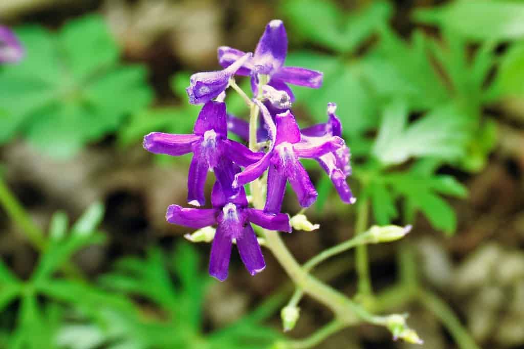 Un primo piano di delicati fiori di speronella nana alla luce del sole