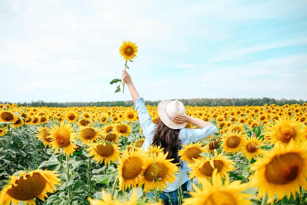 Donna nel campo di girasoli.  Estate.  Giovane bella donna in piedi nel campo di girasoli.