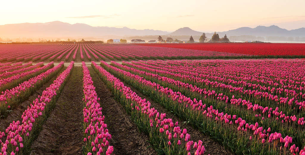 Skagit Valley Campo di tulipani all'alba nebbiosa