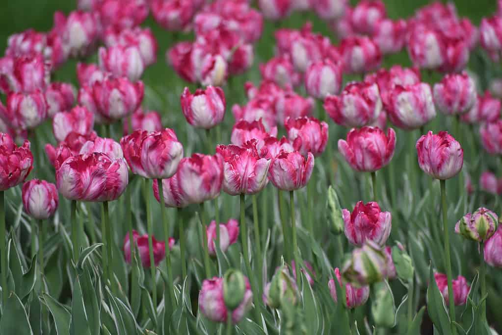 Tulipani Silver Parrot in fiore durante il festival dei tulipani 2018 nel Parco Elagin a San Pietroburgo