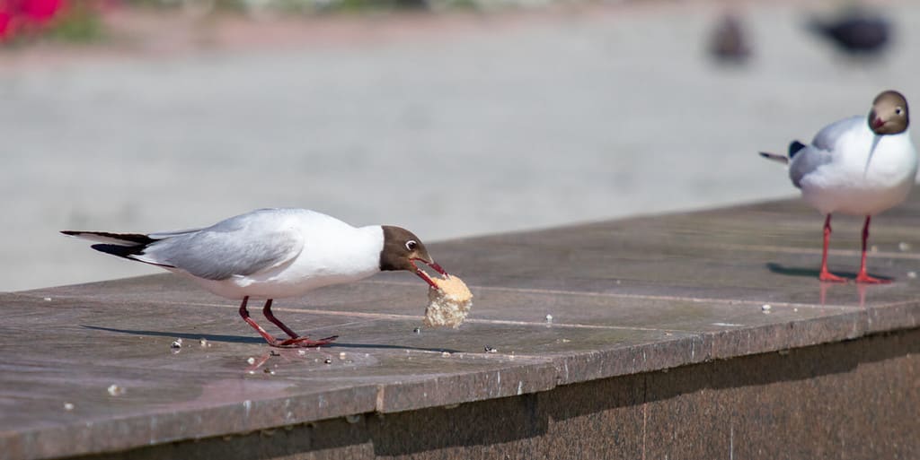 Laughing Gull, primo piano, parco naturale.
