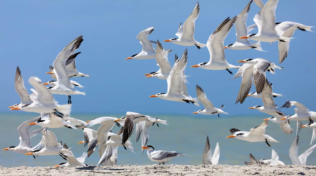Stormo di sterne reali (Thalasseus maximus) sulla spiaggia, Sanibel Island, Florida, Stati Uniti