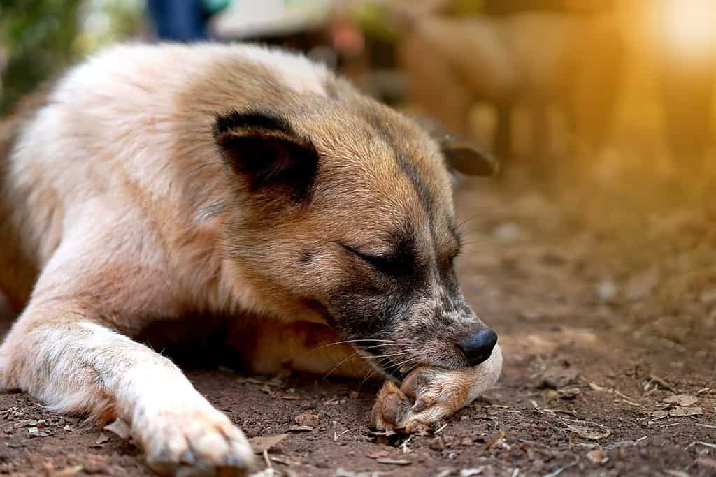 I cani si puliscono da soli.