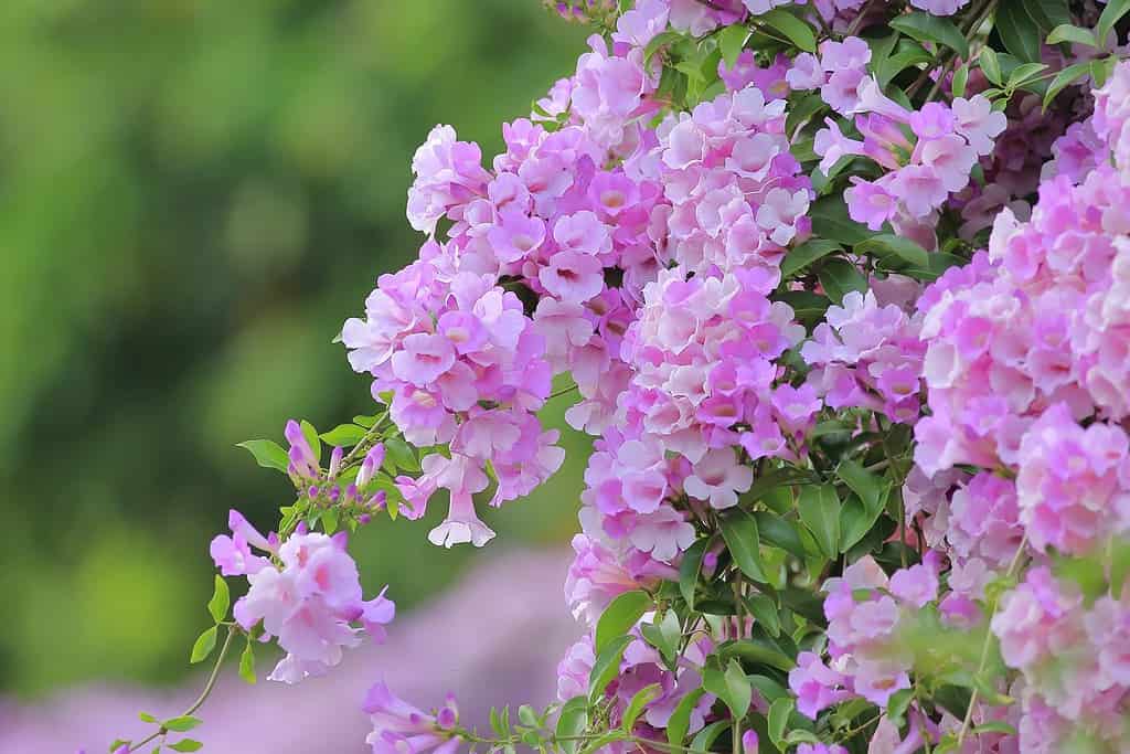 Fioritura di vite d'aglio, Fiore di tromba, Vite - Pianta Immagine,