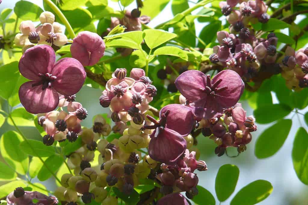 Fiori insoliti di Akebia quinata