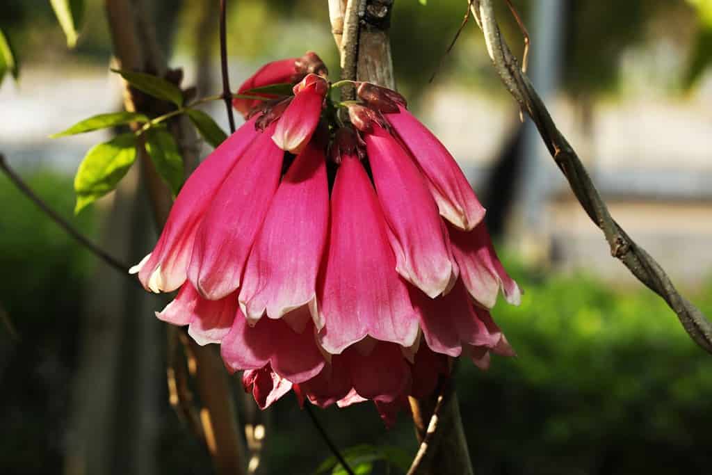 Vite a tromba o rampicante della foresta della Nuova Guinea (Tecomanthe dendrophylla)