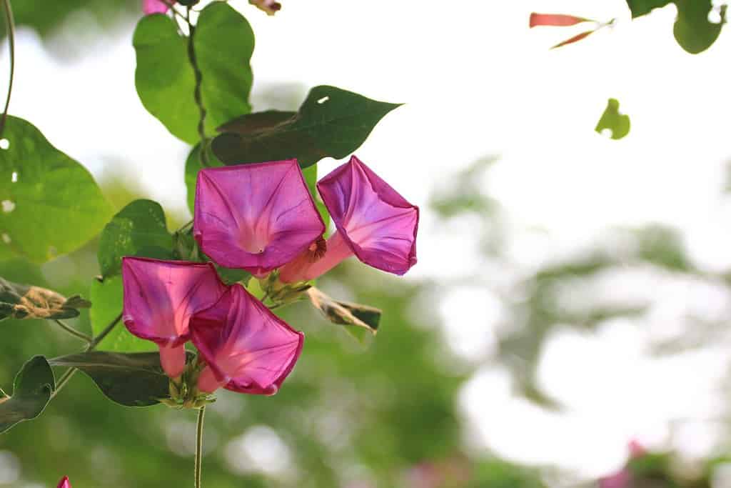 Un po' di gloria mattutina rosa (Ipomoea carnea) nel giardino con sfondo sfocato.