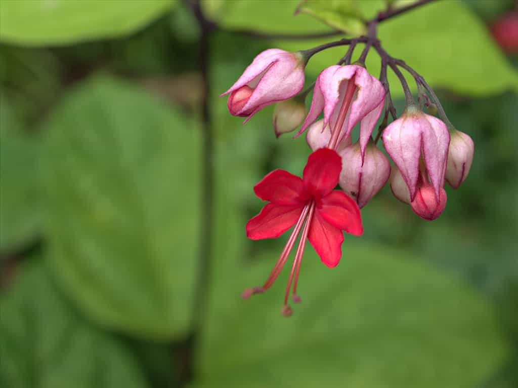 Primo piano fiori rosa rossi Vite dal cuore sanguinante, Clerodendrum thomsoniae messa a fuoco selettiva morbida per sfondo grazioso, immagine macro, delicata bellezza della natura, spazio di copia gratuito per lettera, piante tropicali
