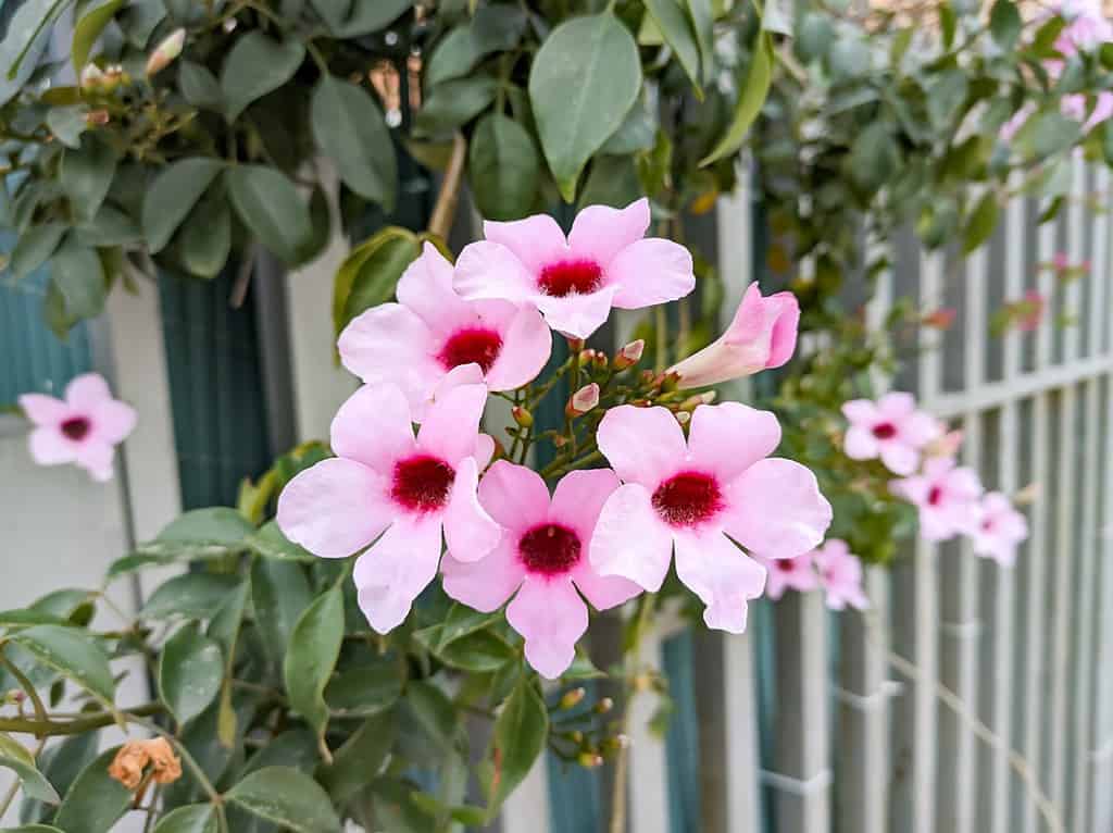Pandorea jasminoides (Lindl.) K. Schum, gelsomino, giglio cespuglio.  Pandorea è un genere con 8 specie accettate di piante rampicanti, appartenenti alla famiglia delle Bignoniaceae.