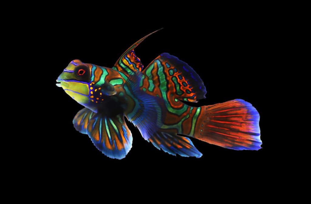 Pesce mandarino (dragone mandarino, mandarino striato, dragonetto striato, ghiozzo mandarino) su sfondo nero isolato. Il Synchiropus Gorgeousus è un piccolo esemplare dai colori vivaci, popolare nell'acquario marino