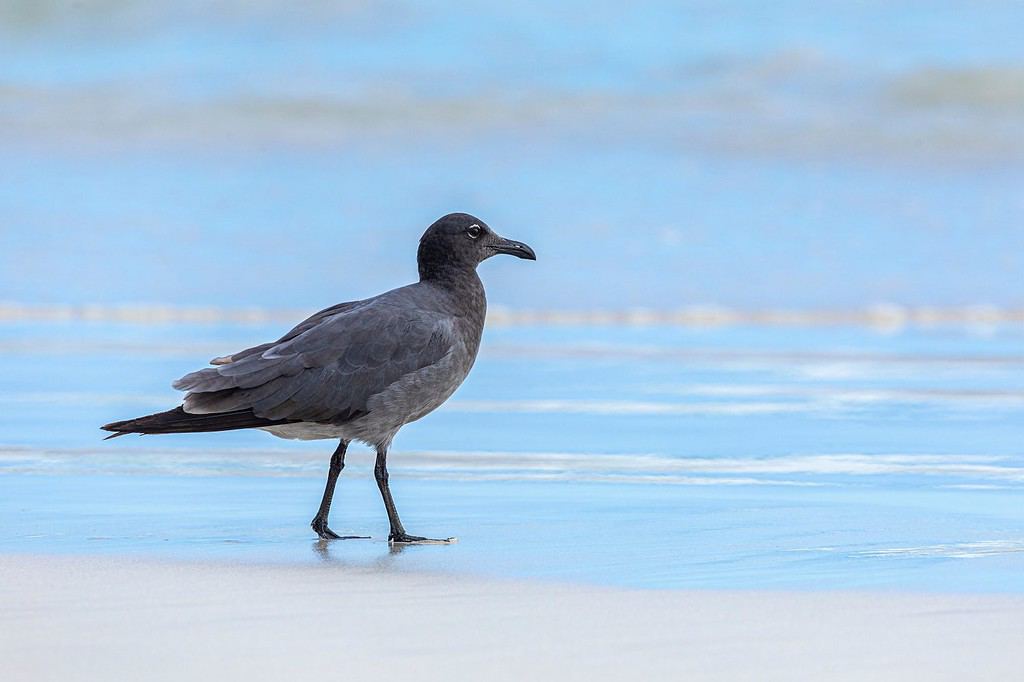 Gabbiano di lava (Larus fuliginosus) in riva al mare nelle sabbie bianche delle Galapagos. Gaviota de lava o fuliginosa.