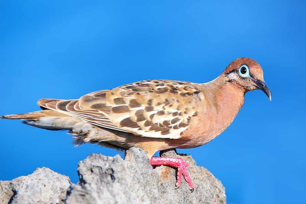 Colomba delle Galapagos (Zenaida galapagoensis) sull'Isola di Espanola, Parco Nazionale delle Galapagos, Ecuador. È endemico delle Galapagos.