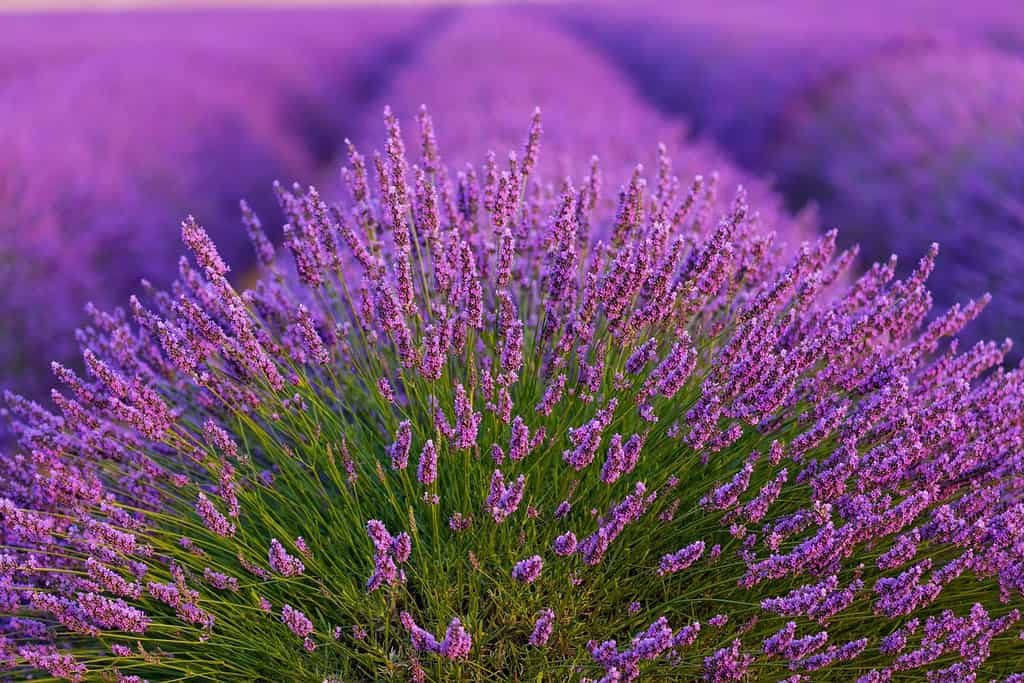 Campi di piante di lavanda (lavandin) nell'altopiano di Valensole delle Alpi nella regione dell'Alta Provenza in Francia, Europa