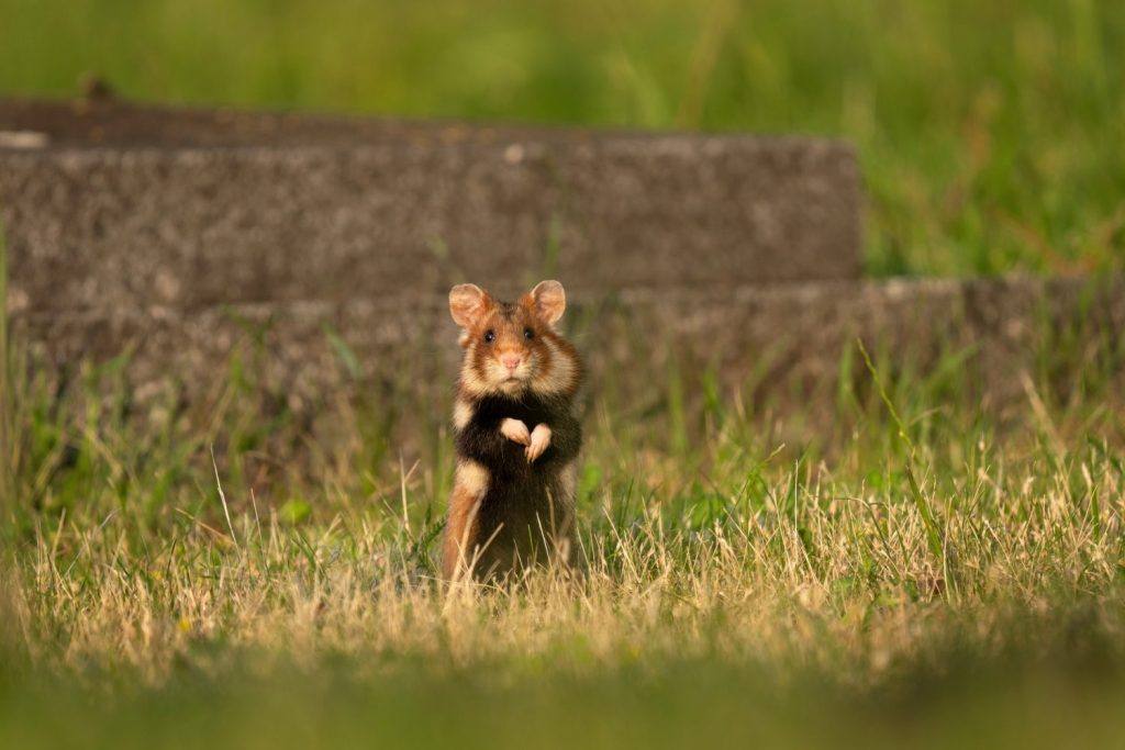 Il criceto europeo si nasconde nell'erba.  Il criceto raro sta cercando cibo.  Roditore arancione e bianco in Europa.  Fauna selvatica durante l'estate.
