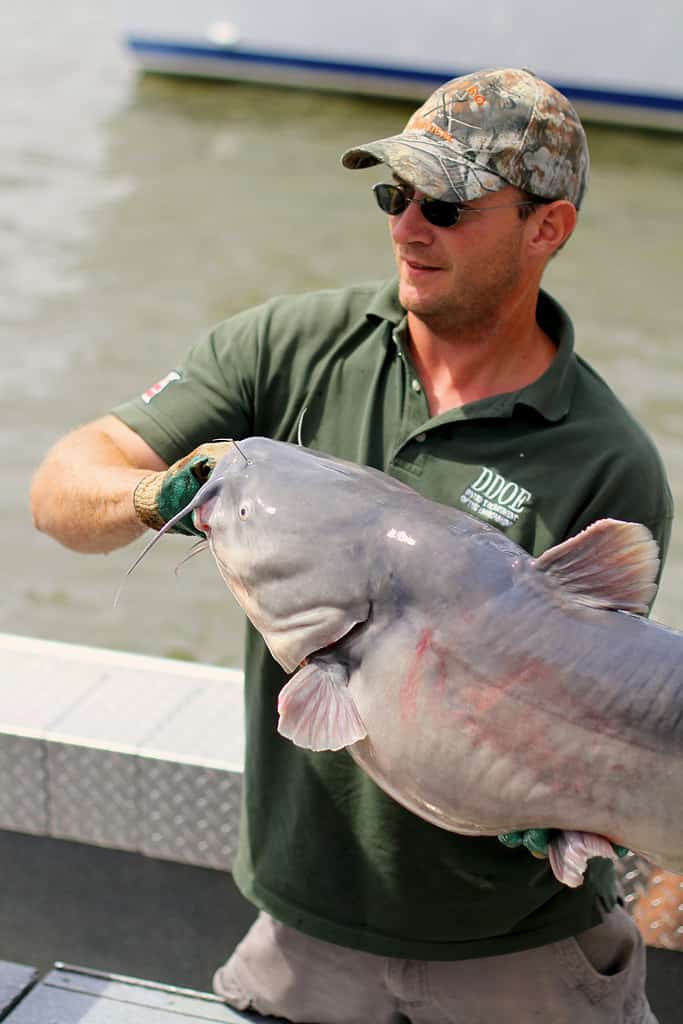 Pesce gatto blu